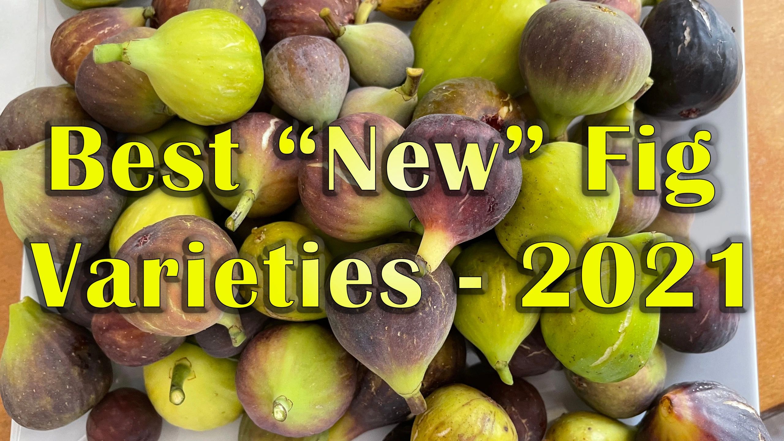 Best "New" Fig Varieties of 2021